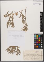 Foto von Salix niedzwieckii Goerz